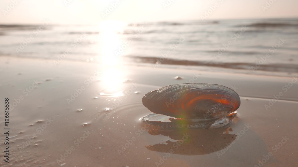 Sea shell on a beach washed by a sea water