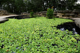 Water Lilies on Japanese Garden Pond