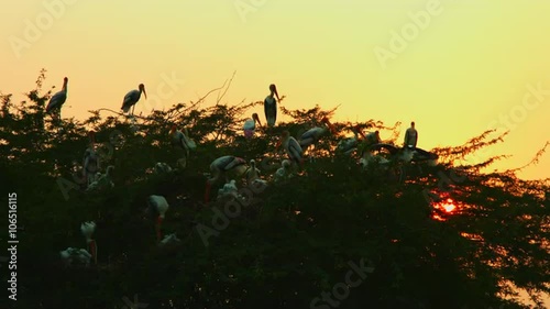 Locked-On shot of storks In a zoo, National Zoological Park, Delhi, India photo