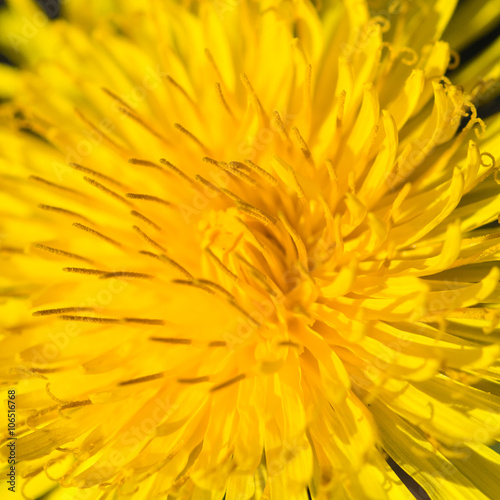 Dandelion