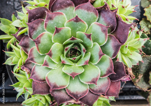 Sempervivium Succulent photo