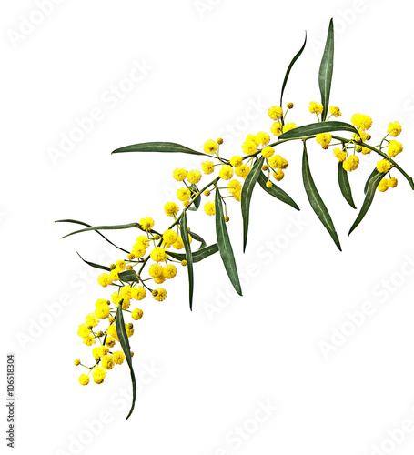 Close up of Acacia saligna