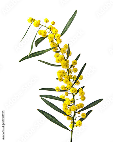 Close up of Acacia saligna photo