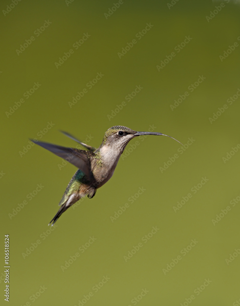 Fototapeta premium Female Ruby throated Hummingbird (Archilochus colubris) hovering against a green background.