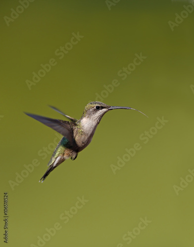 Female Ruby throated Hummingbird (Archilochus colubris) hovering against a green background.