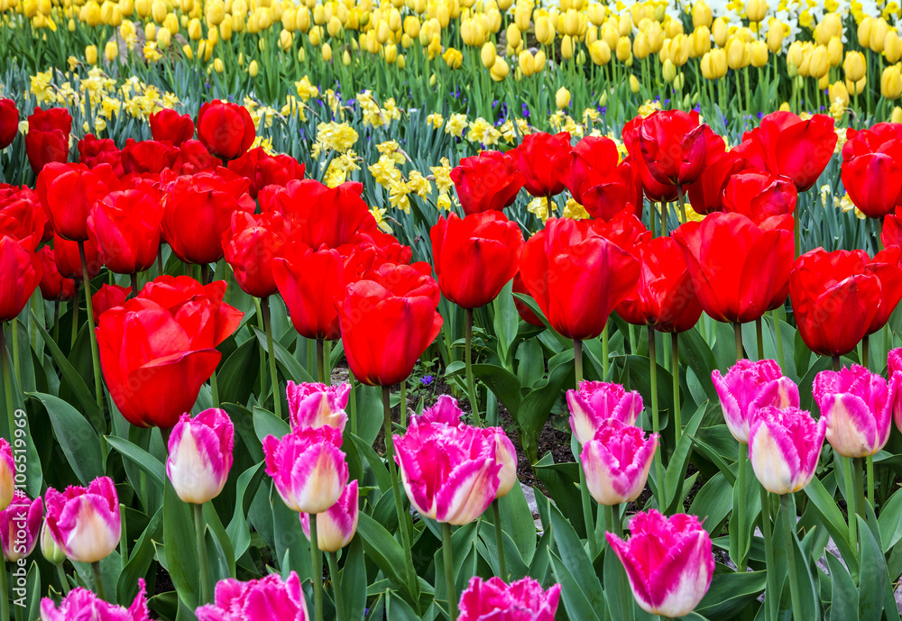 Obraz premium Tulip flowers field, Keukenhof garden, Netherlands, Holland
