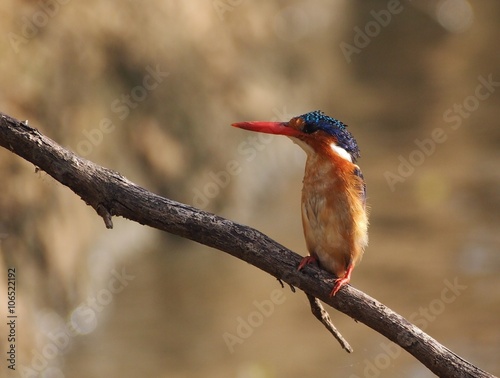 Kingfisher bird perched on a branch photo