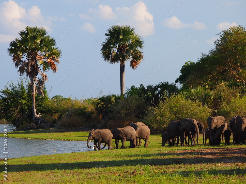 Obraz premium Herd of elephants at a lake