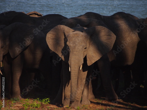 One elephant in a herd staring us down photo