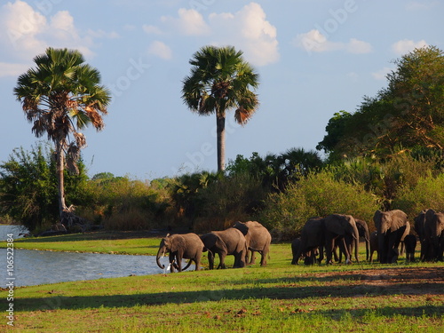 Herd of elephants at a lake photo