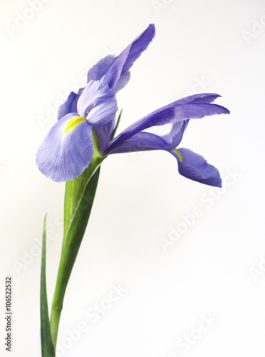 Purple iris isolated on white background