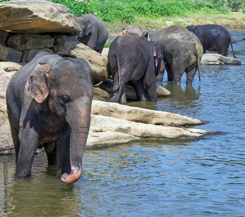 waterhole elephant in river outdoor leisure