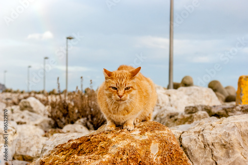 A cat of brown color on a rock in the sea port of Sesimbra (Portugal) during a rainy day