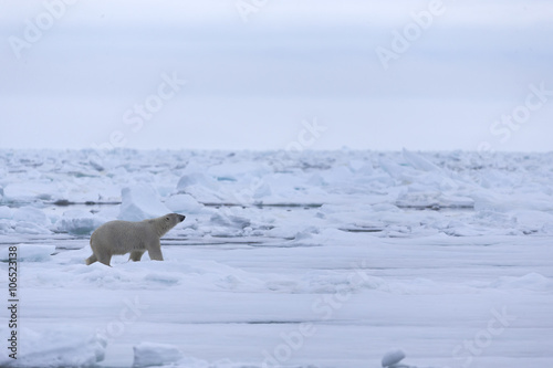 Polar Bear in drifting ice area  Svalbard  Arctic.