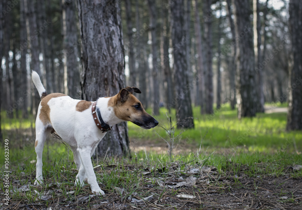 Fox Terrier dog hunting in the spring forest