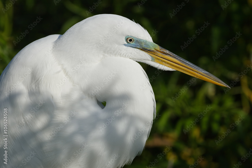 Closeup of a Great Egret in Breeding Plumage - Florida Closeup of a Great Egret in Breeding Plumage - Florida