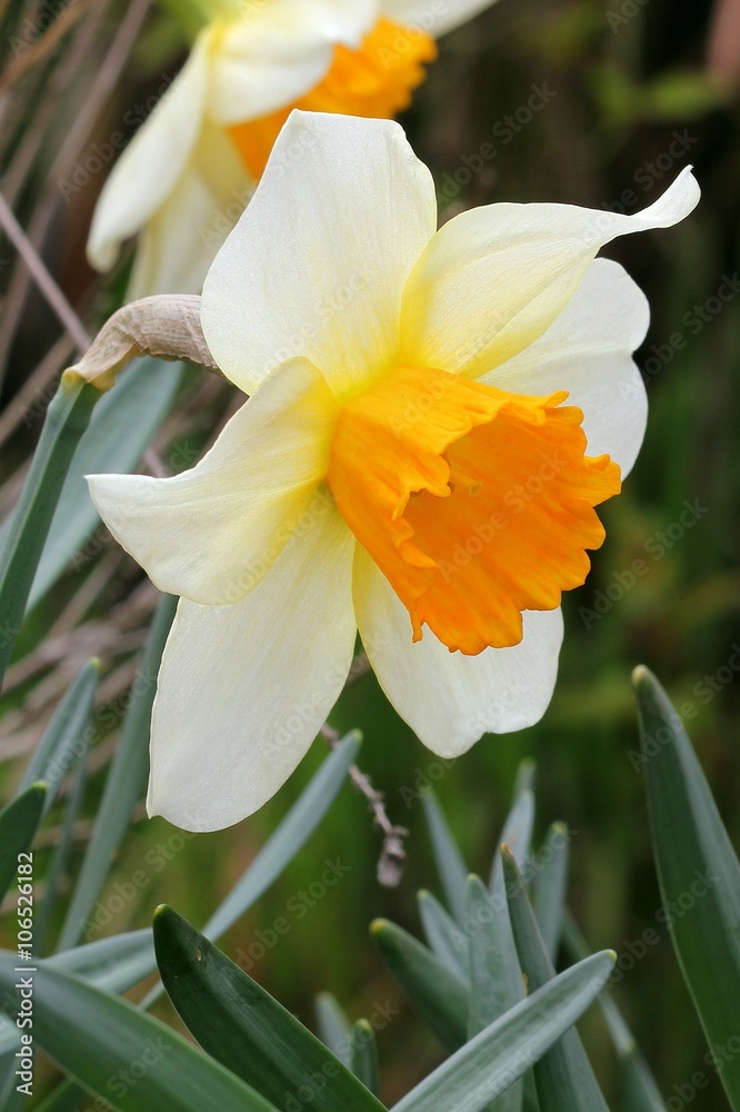 Obraz premium Daffodil