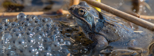 Moorfrosch (Rana arvalis) Weibchen mit Laichballen photo