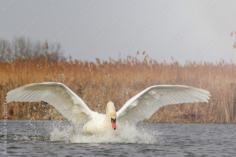 Fototapeta premium Swan flutters spray drops with sunny hotspot