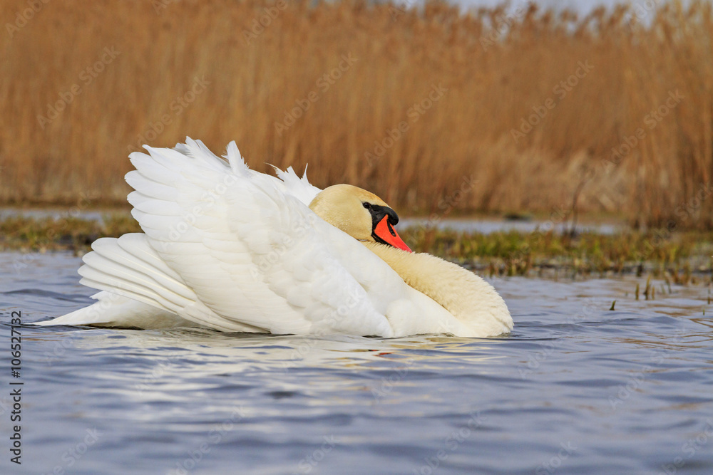 Naklejka premium Swan in wedding attire