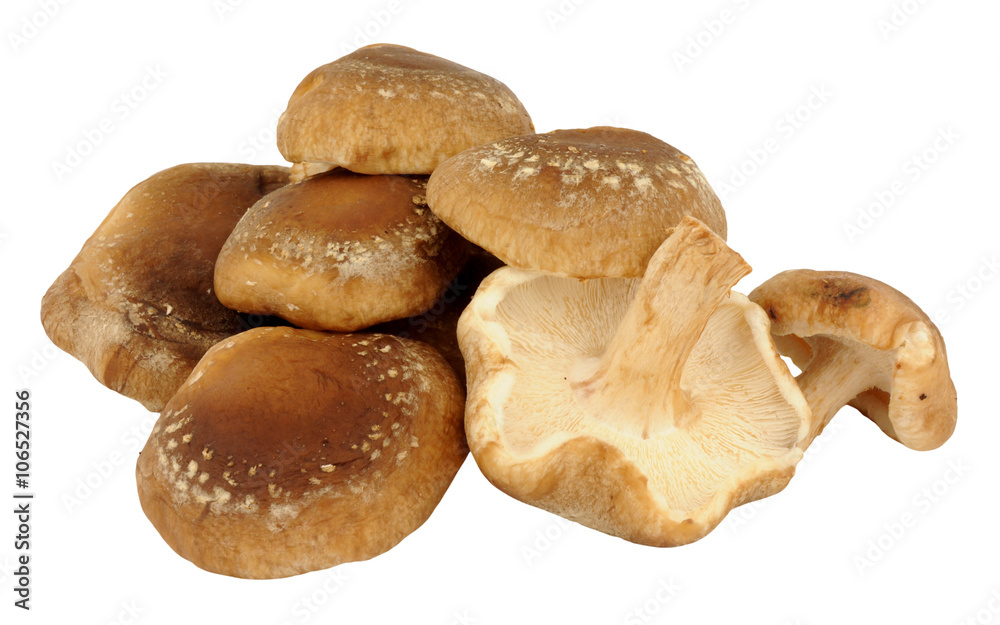 Group Of Raw Shitake Mushrooms Group Of Raw Shitake Mushrooms