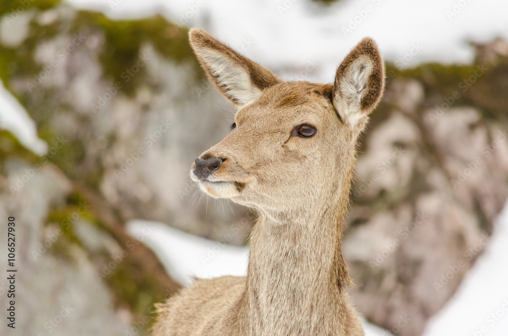 Head of a young female deer