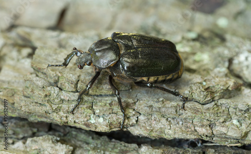 Hermit beetle, Osmoderma eremita on linden wood photo