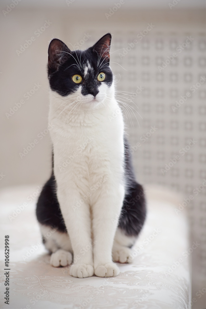 Surprised cat of a black-and-white color