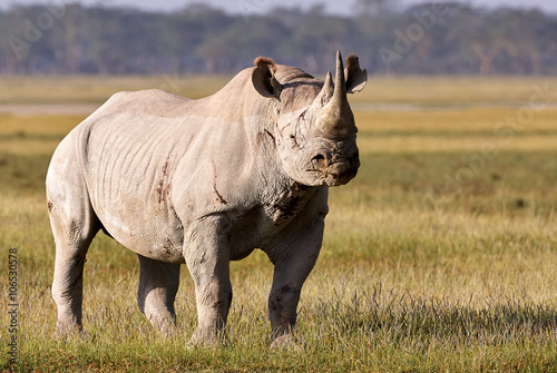 Beautiful black rhino