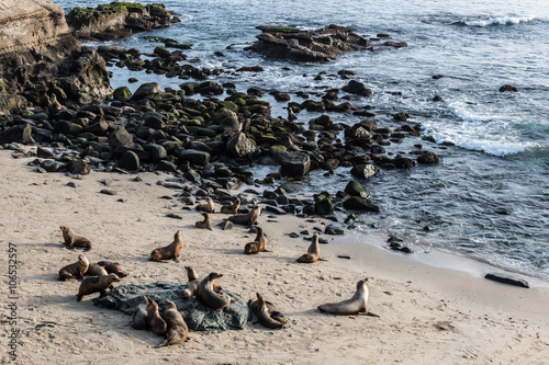 A large group of seals gathered on the beach at La Jolla Cove in La Jolla, California. © sherryvsmith