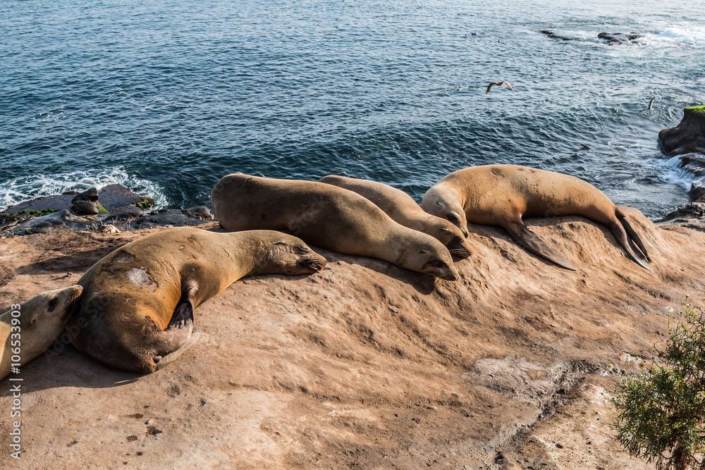 Obraz premium Five seals resting on a cliff at La Jolla Cove in La Jolla, California. 