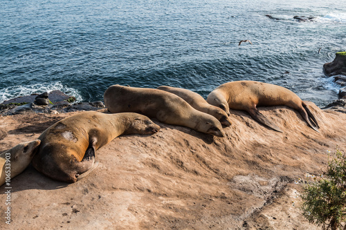 Five seals resting on a cliff at La Jolla Cove in La Jolla, California.  