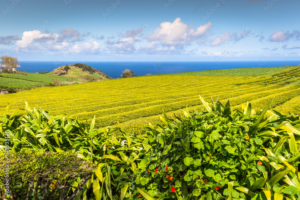 Portugal Azores Islands Sao Miguel tea plantation