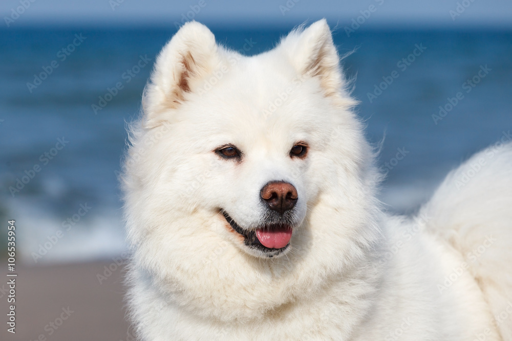 white Samoyed dog on the background of the sea. white Samoyed dog on the background of the sea.