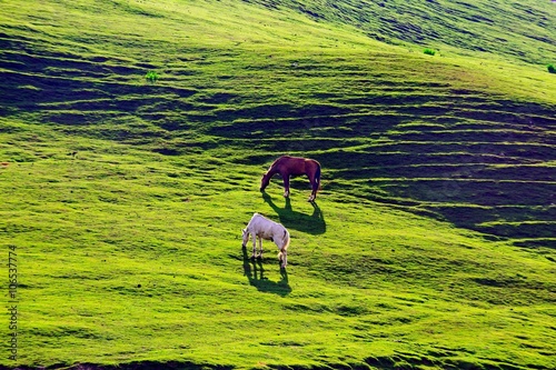 Horses Grazing on a Hill kashmir