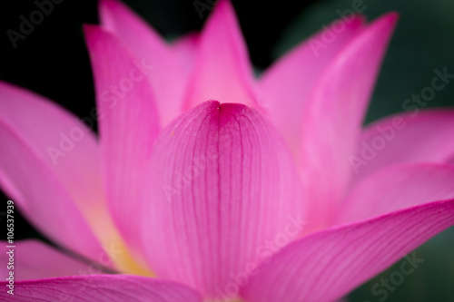 Flor de L  tus   Captura da delicadeza da flor de L  tus