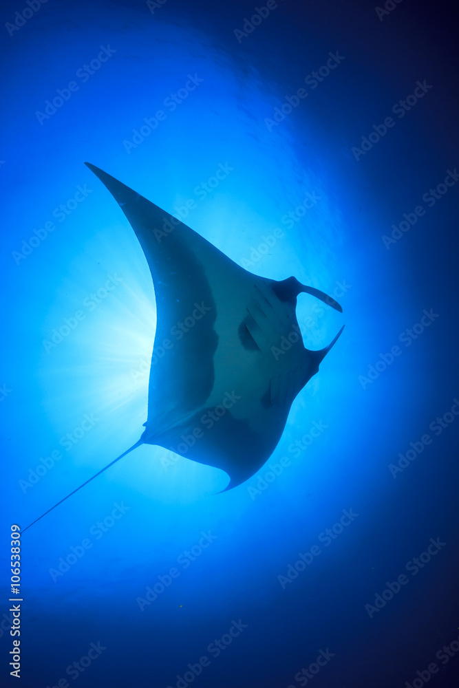 Obraz premium Manta Ray