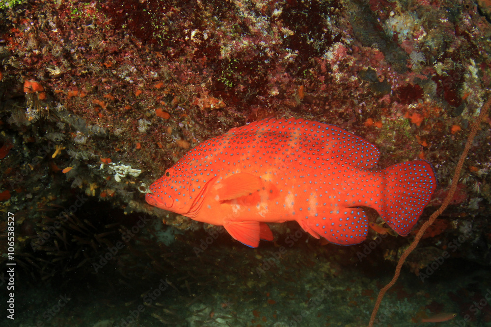 Obraz premium Coral Grouper fish