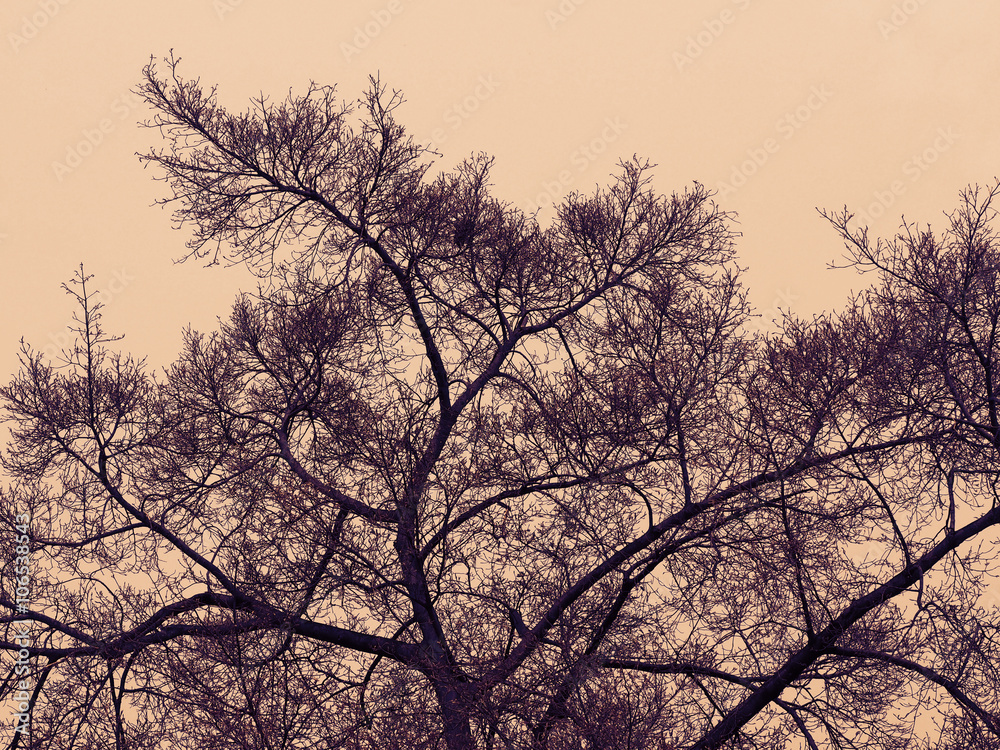 silhouette tree branch in retro effect color, abstract nature, nature background silhouette tree branch in retro effect color, abstract nature, nature background