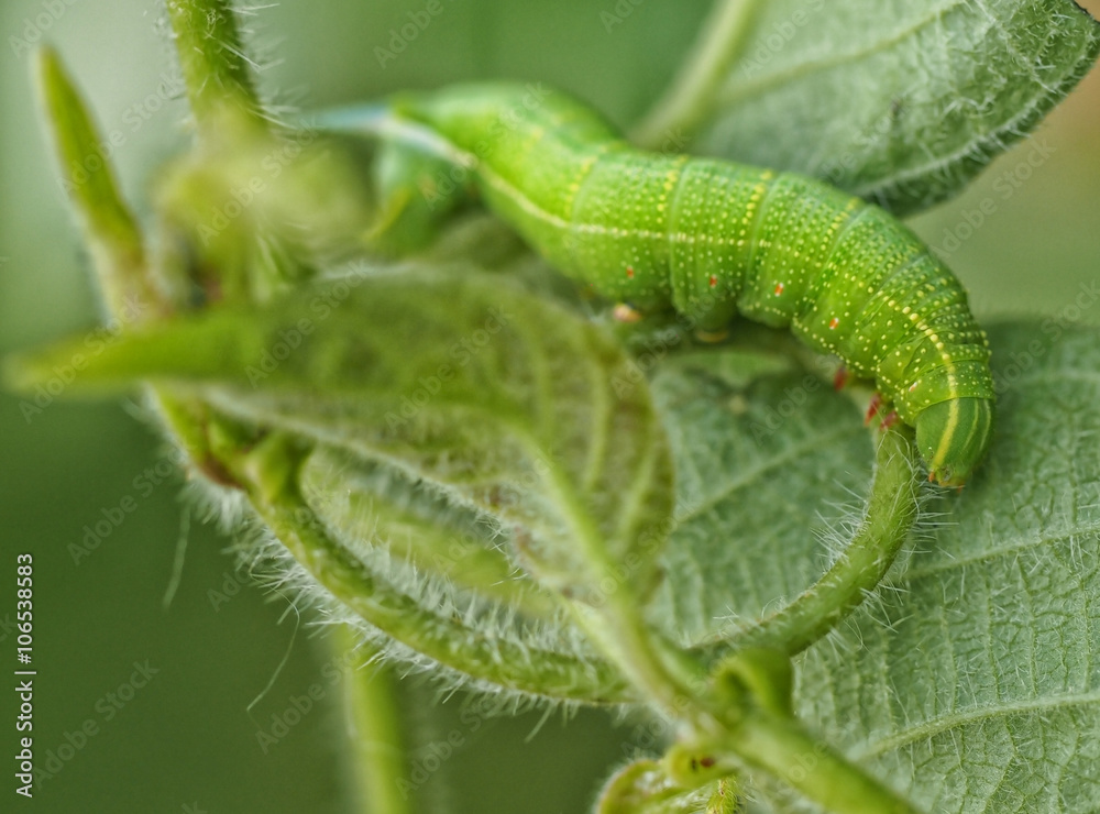 closeup caterpillar on green leaf in garden closeup caterpillar on green leaf in garden