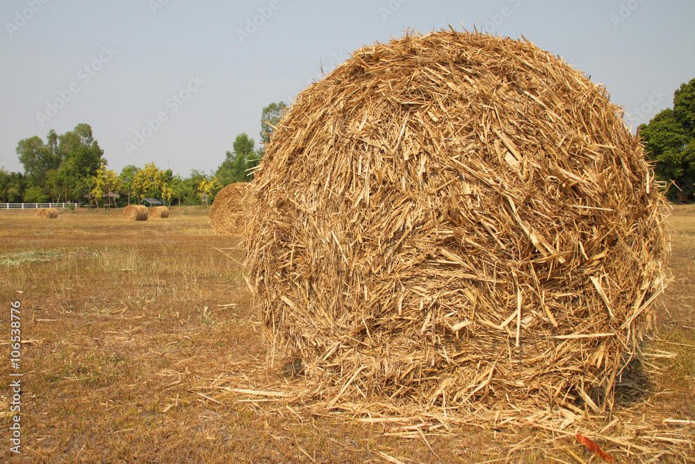 dried sugar cane leaves bales on farmland dried sugar cane leaves bales on farmland