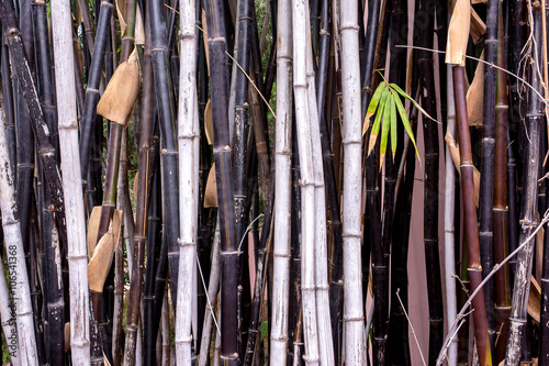 Black bamboo tree background texture