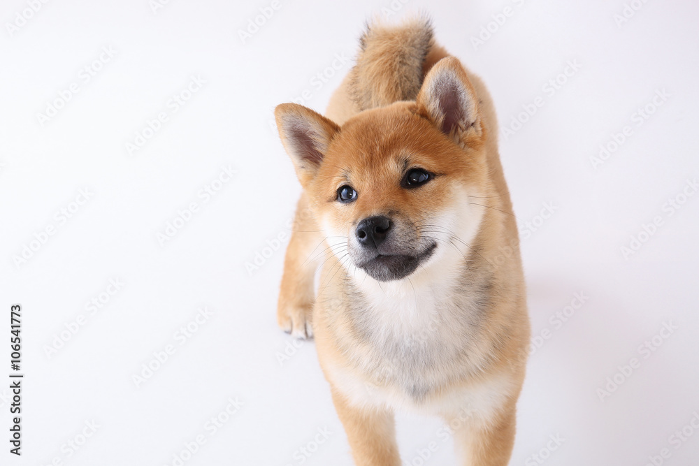 柴犬の仔犬 柴犬の仔犬