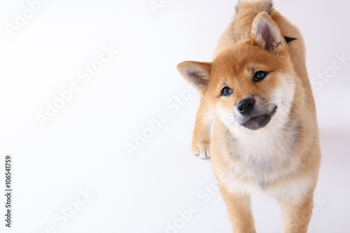 Fototapeta Naklejka Na Ścianę i Meble -  柴犬の仔犬
