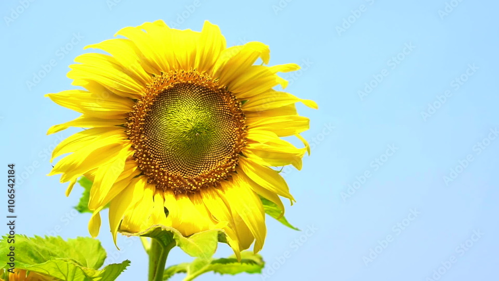 Video sunflower bloom and humble bee flying to collect pollen on blue sky background Video sunflower bloom and humble bee flying to collect pollen on blue sky background