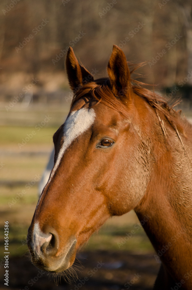 The Chestnut Mare The Chestnut Mare