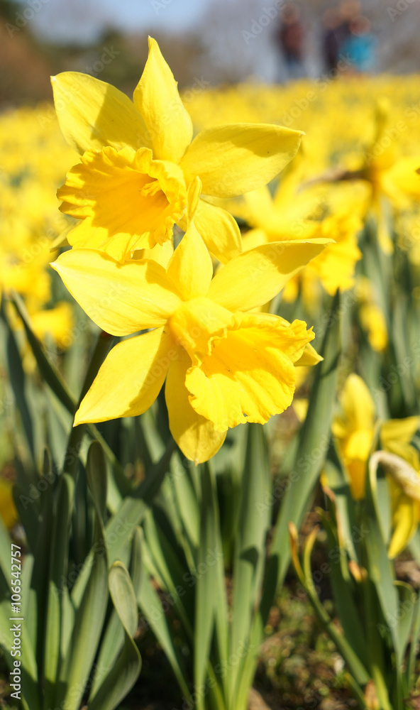 Fototapeta premium スイセン