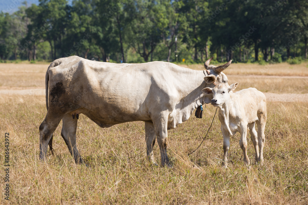 cows at bald mountain or grass mountain in Ranong province cows at bald mountain or grass mountain in Ranong province
