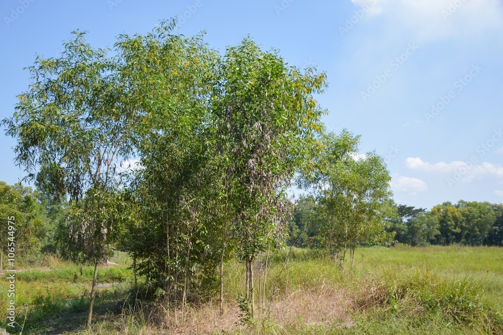 country landscape in thailand country landscape in thailand