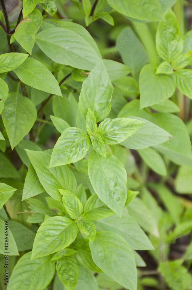sweet basil tree in vegetable garden sweet basil tree in vegetable garden